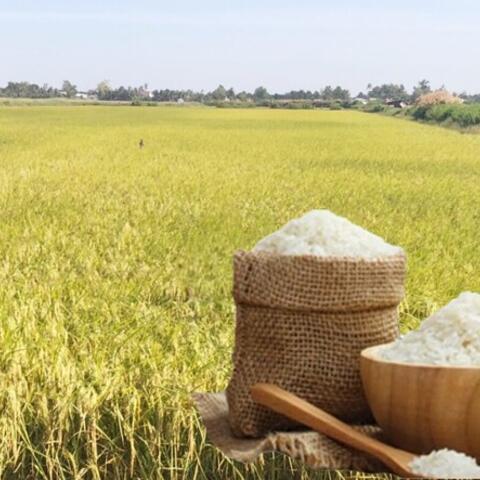 Giá lúa gạo hôm nay ngày 11/7/2026: Gạo xuất khẩu thơm dẻo neo cao