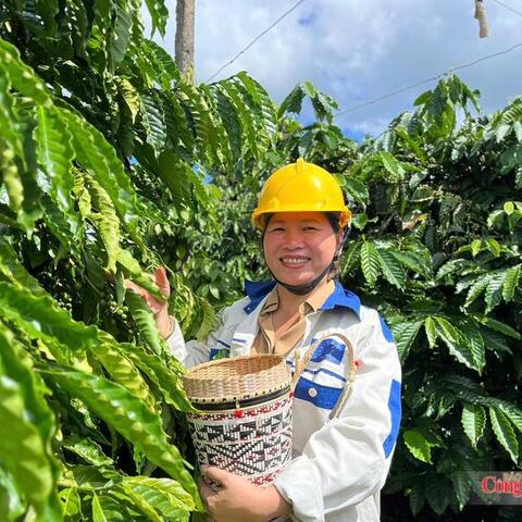 Giá cà phê hôm nay 13/7/2026:  Dao động từ 94.700 - 95.200 đồng/kg