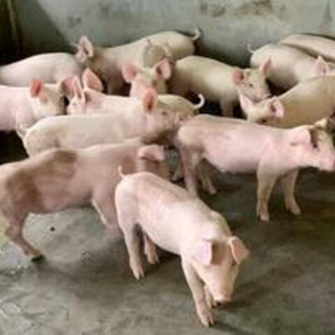 Giá heo hơi hôm nay 14/7/2026: Tăng rải rác trên cả 3 miền