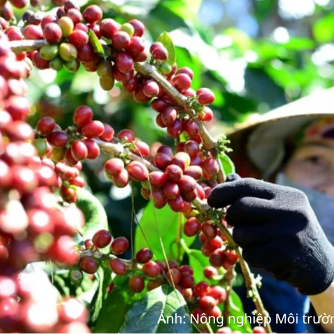 Giá cà phê tăng mạnh, tồn kho Arabica xuống mức thấp nhất