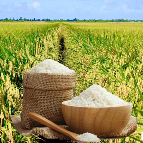 Giá lúa gạo hôm nay ngày 29/7/2026: Tấm thơm tăng nhẹ