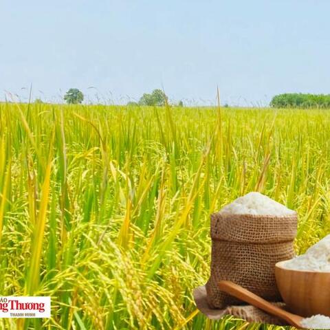 Giá lúa gạo hôm nay ngày 4/8/2026: Gạo xuất khẩu tăng