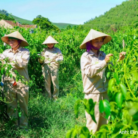 Nông sản hàng hóa mở lối giảm nghèo bền vững nơi miền Tây Nghệ An
