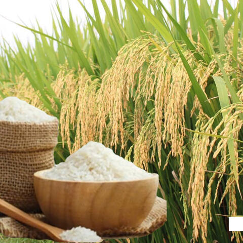 Giá lúa gạo hôm nay ngày 11/8/2026: Gạo nguyên liệu xuất khẩu tăng