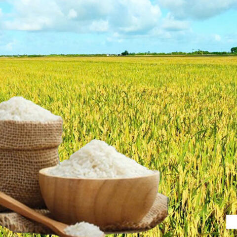 Giá lúa gạo hôm nay ngày 12/8: Gạo nguyên liệu xuất khẩu tiếp đà tăng