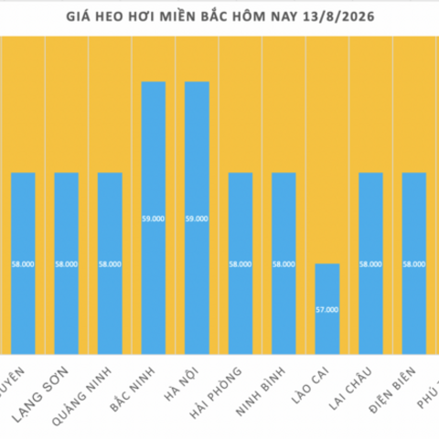 Giá heo hơi hôm nay 13/8/2026: Giảm cục bộ 1.000 đồng/kg