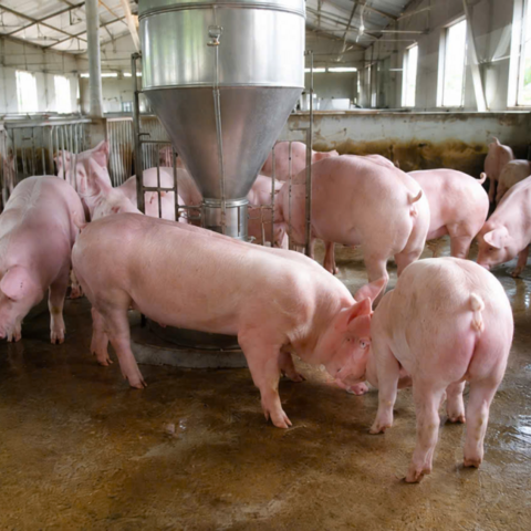 Giá heo hơi hôm nay 19/8/2026: Đảo chiều, tăng 1.000 đồng/kg