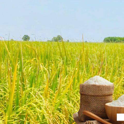 Giá lúa gạo hôm nay ngày 20/8/2026: Lúa tươi biến động trái chiều