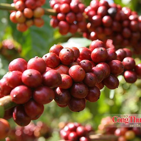 Xuất khẩu cà phê: Dư địa rộng mở từ chế biến sâu