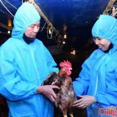 Hộ chăn nuôi liên kết cùng doanh nghiệp chia sẻ rủi ro