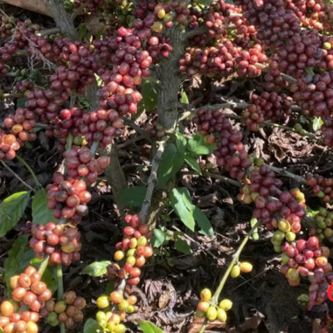 Giá cà phê thế giới tăng trở lại, tồn kho Arabica xuống mức thấp kỷ lục