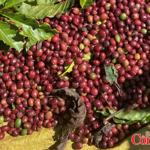 Giá cà phê thế giới đồng loạt giảm, nguồn cung từ Brazil tiếp tục tăng