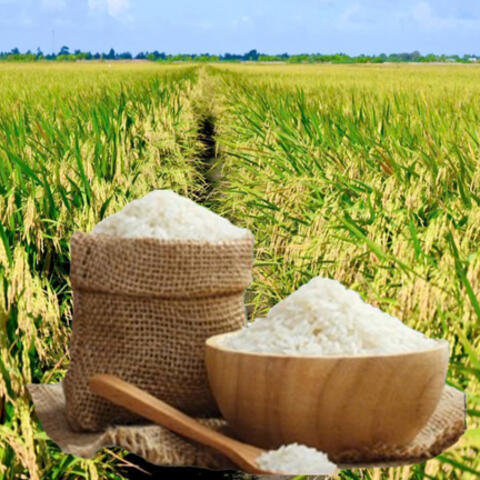 Giá lúa gạo hôm nay ngày 22/9: Lúa tươi, gạo biến động trái chiều