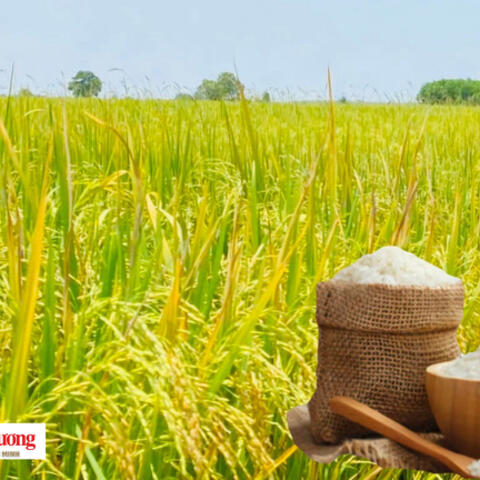 Giá lúa gạo hôm nay ngày 24/9/2026: Gạo Đài thơm tăng 500 đồng/kg