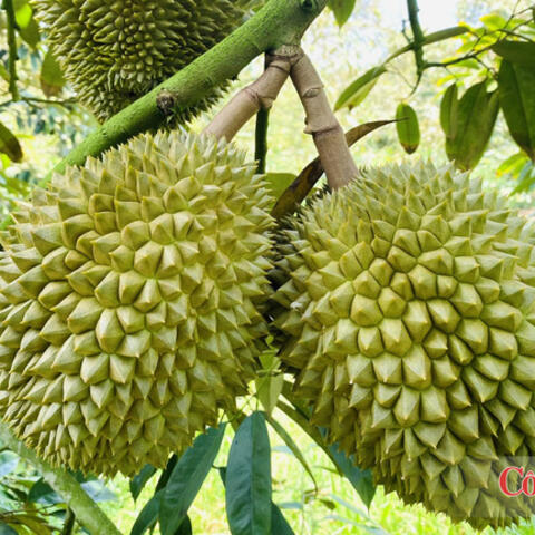 Xuất khẩu vào EU: Đừng để 'nước đến chân mới nhảy'