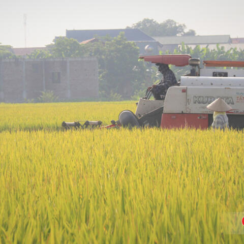 Chính phủ ban hành quy định mới về kinh doanh xuất, nhập khẩu gạo