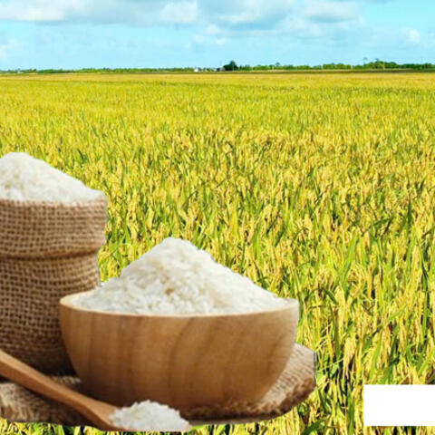 Giá lúa gạo hôm nay ngày 29/9/2026: Gạo xuất khẩu giảm nhẹ