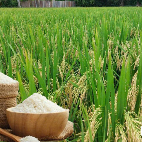 Giá lúa gạo hôm nay ngày 5/10/2026: Gạo thơm Jasmine giảm 500 đồng/kg