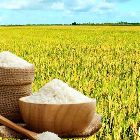 Giá lúa gạo hôm nay ngày 14/10/2026: Gạo thơm Jasmine tăng 500 đồng/kg