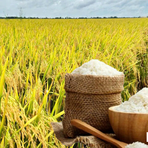 Giá lúa gạo hôm nay ngày 15/10/2026: Giá lúa tươi biến động