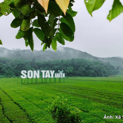Hà Tĩnh phát triển chuỗi giá trị từ vùng chè Sơn Tây
