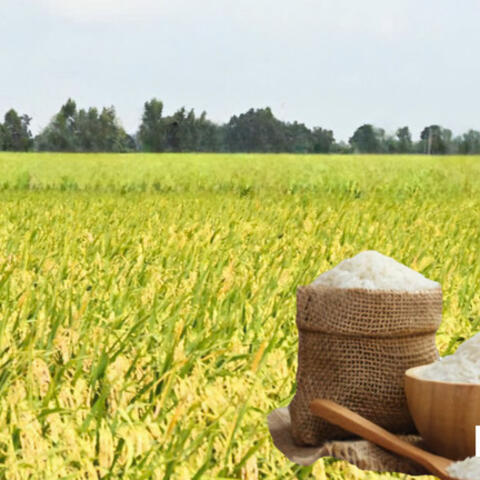 Giá lúa gạo hôm nay ngày 19/10/2026: Gạo nguyên liệu xuất khẩu giảm