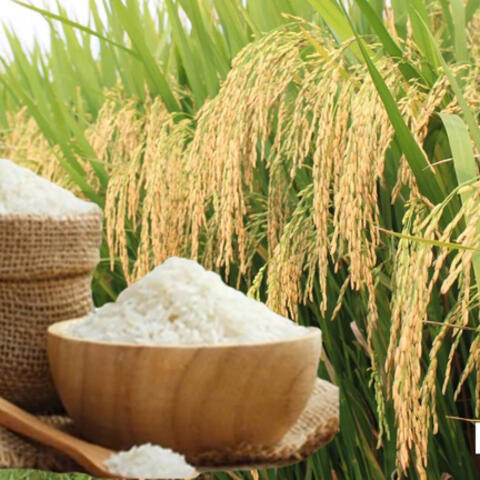 Giá lúa gạo hôm nay ngày 22/10/2026: Giá lúa tươi biến động trái chiều