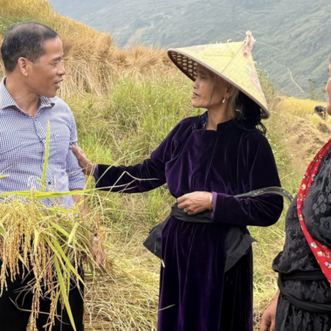 Gạo đặc sản: Nâng cao sinh kế cho đồng bào vùng cao Lũng Cú