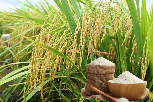 Giá lúa gạo hôm nay ngày 4/1/2026 và tuần qua: Gạo xuất khẩu giảm