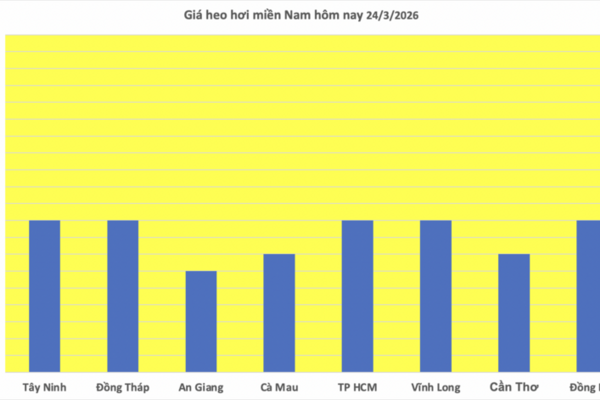 Giá heo hơi hôm nay 24/3/2026: Giảm diện rộng tại miền Bắc
