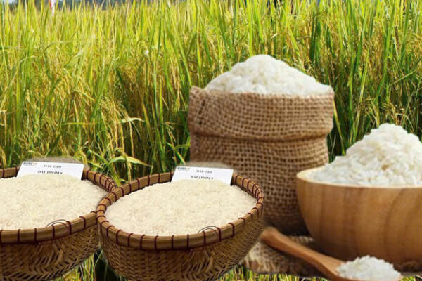 Giá lúa gạo hôm nay ngày 25/3: Lúa tươi giảm nhẹ