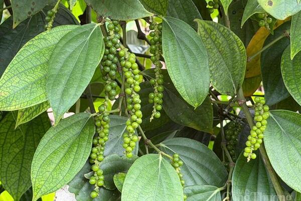 Giá tiêu hôm nay 26/3/2026: Giữ đà neo cao