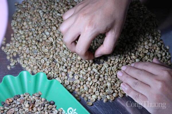 Giá cà phê hôm nay 2/4/2026: Trên đà hồi phục, tăng 1.700 đồng/kg