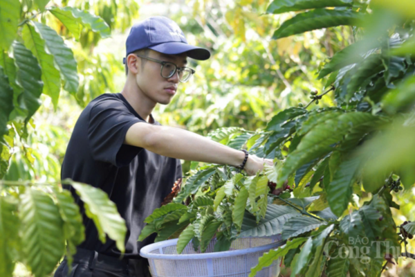 Giá cà phê hôm nay 6/4/2026: Dao động từ 88.700 - 89.200 đồng/kg