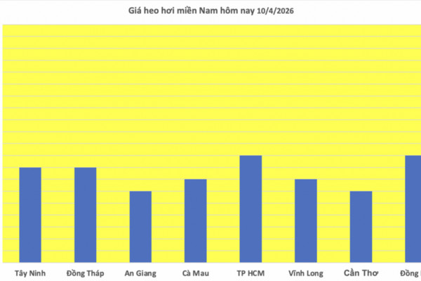 Giá heo hơi hôm nay 10/4/2026: Giữ đà bình ổn