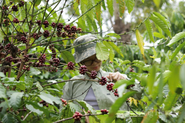Giá cà phê hôm nay 21/4/2026: Tăng nhẹ 300 đồng