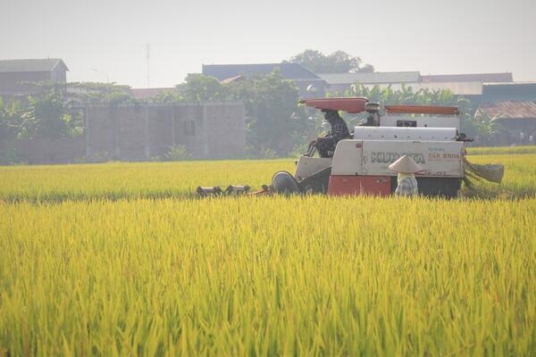 Giá xuất khẩu phục hồi nhẹ, gạo Việt vẫn tiếp tục đối mặt ‘sóng gió’?