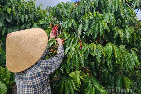 Giá cà phê hôm nay 23/4/2026: Đảo chiều tăng mạnh