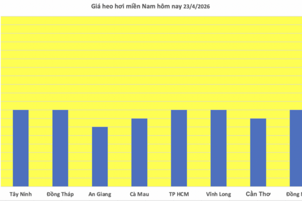 Giá heo hơi hôm nay 23/4/2026: Tăng nhẹ tại Cần Thơ