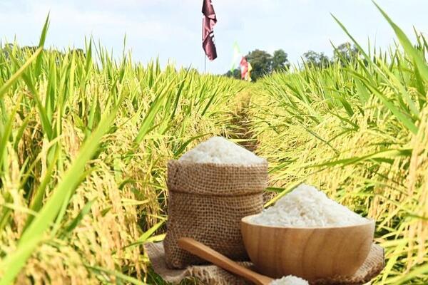 Giá lúa gạo hôm nay ngày 6/5/2026: Gạo xuất khẩu biến động trái chiều
