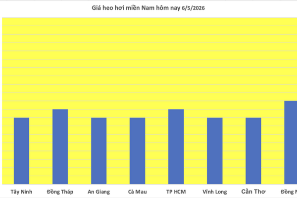 Giá heo hơi hôm nay 6/5/2026: Đi ngang trên cả 3 miền