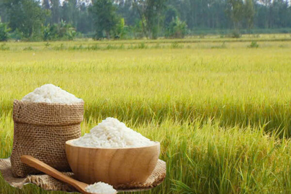 Giá lúa gạo hôm nay ngày 8/5: Gạo nguyên liệu xuất khẩu đảo chiều giảm