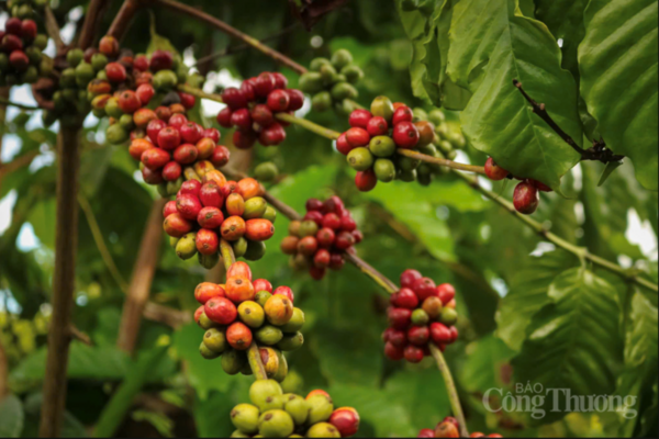 Giá cà phê hôm nay 8/5/2026: Tăng nhẹ, lên mốc 87.000 đồng/kg