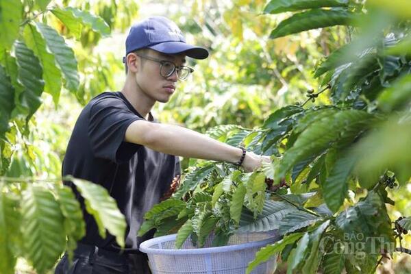 Giá cà phê hôm nay 13/5/2026: Tăng mạnh 1.000 - 1.200 đồng