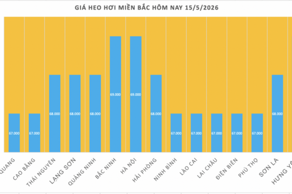 Giá heo hơi hôm nay 15/5/2026: Giữ đỉnh 71.000 đồng/kg