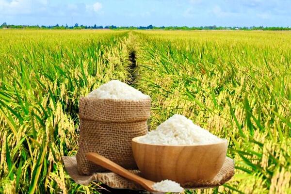 Giá lúa gạo hôm nay ngày 17/5, tuần qua: Gạo xuất khẩu, lúa tươi tăng