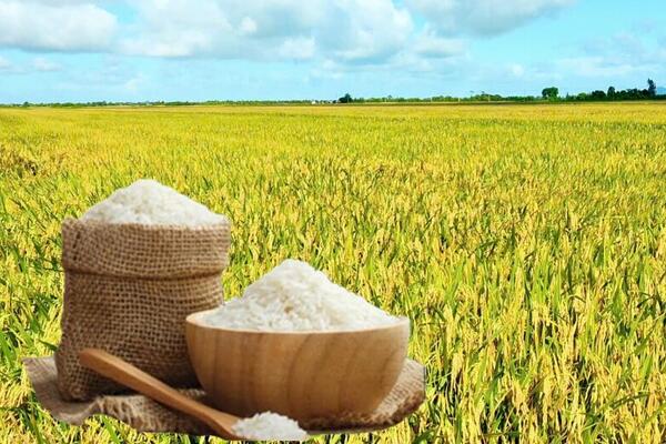 Giá lúa gạo hôm nay ngày 18/5/2026: Gạo xuất khẩu nguyên liệu tăng