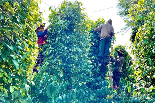 Giá tiêu hôm nay 24/5/2026: Phiên cuối tuần 'lặng sóng'