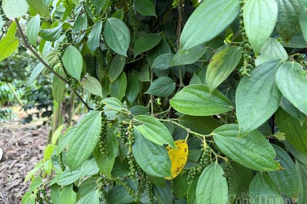 Giá tiêu hôm nay 26/5/2026: Giảm mạnh 2.000 - 3.000 đồng/kg