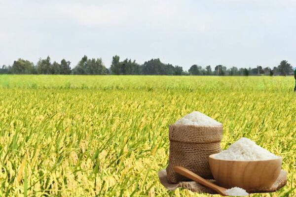 Giá lúa gạo hôm nay ngày 3/6/2026: Gạo xuất khẩu biến động